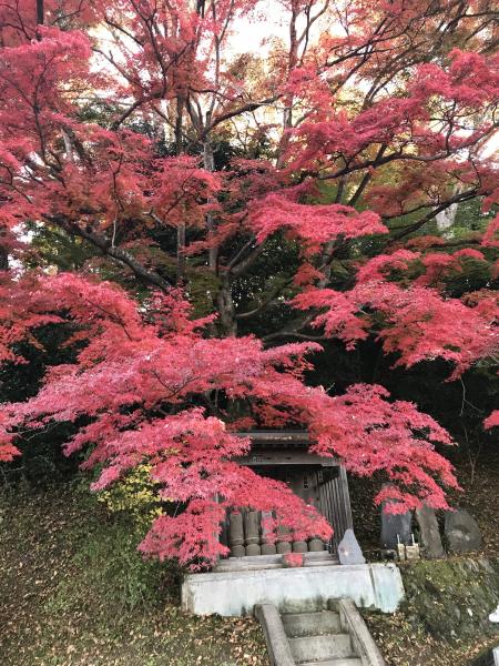 『20171107永源寺(1)』の画像