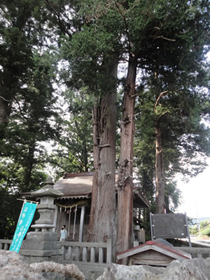 だき灯篭の杉に関するページ