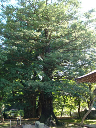 法龍寺のカヤに関するページ