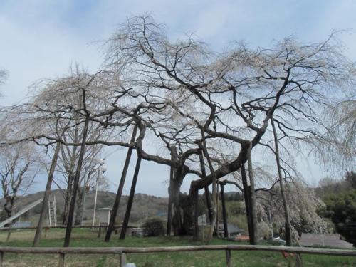 小生瀬地蔵桜に関するページ