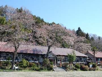 旧上岡小学校の桜