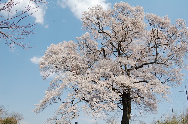 大子 季節の花 情報 26 4 11 大子町公式ホームページ 大子 季節の花 情報 26 4 11 大子町公式ホームページ