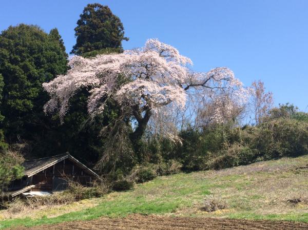 大子 季節の花 情報 27 4 6 大子町公式ホームページ 大子 季節の花 情報 27 4 6 大子町公式ホームページ