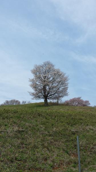 大子 季節の花 情報 27 4 16 大子町公式ホームページ 大子 季節の花 情報 27 4 16 大子町公式ホームページ
