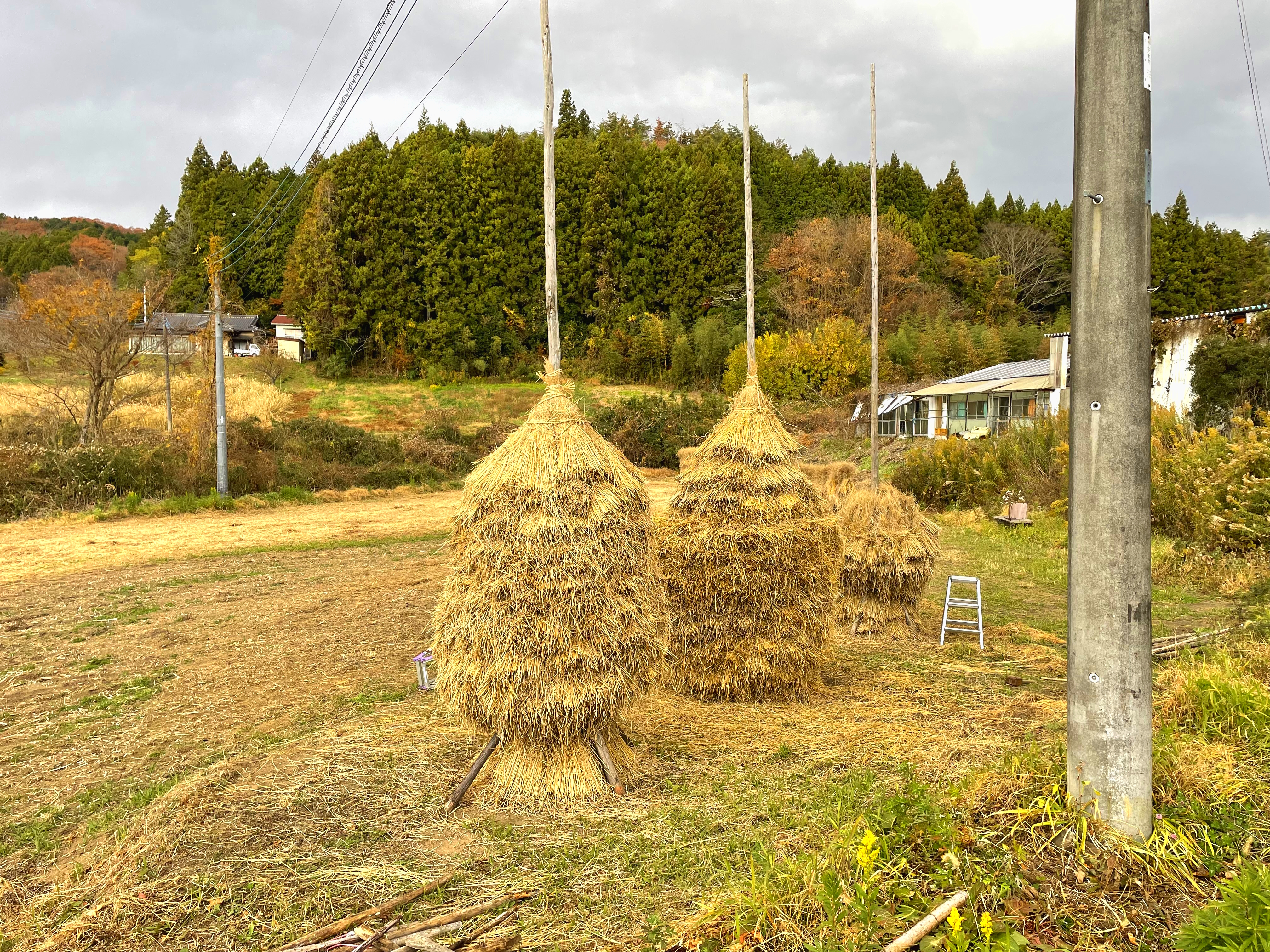 08外大野