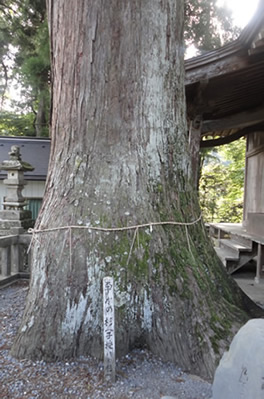 だき灯籠の杉2