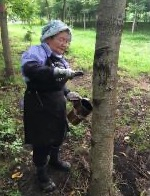 大子漆の生産技術2