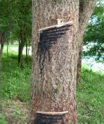 大子漆の生産技術1