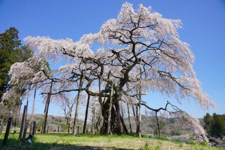 地蔵桜